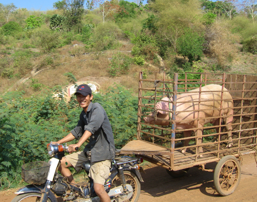 Pig towed by motorcycle