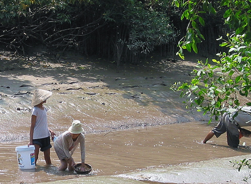 Collecting bivalves at low water