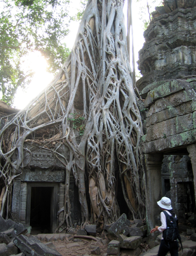 Tree growing out of Ta Prohm