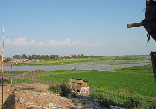 Rice paddies at Kampong Chhnang