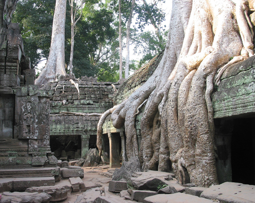 Trees growing arount Ta Prohm