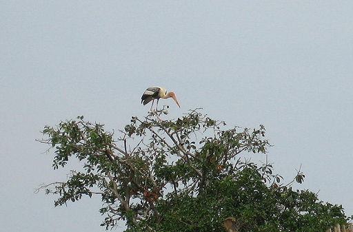 Painted stork