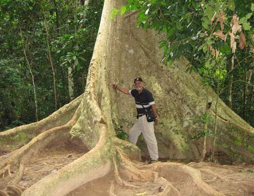 Walt by the buttress of a taulang tree